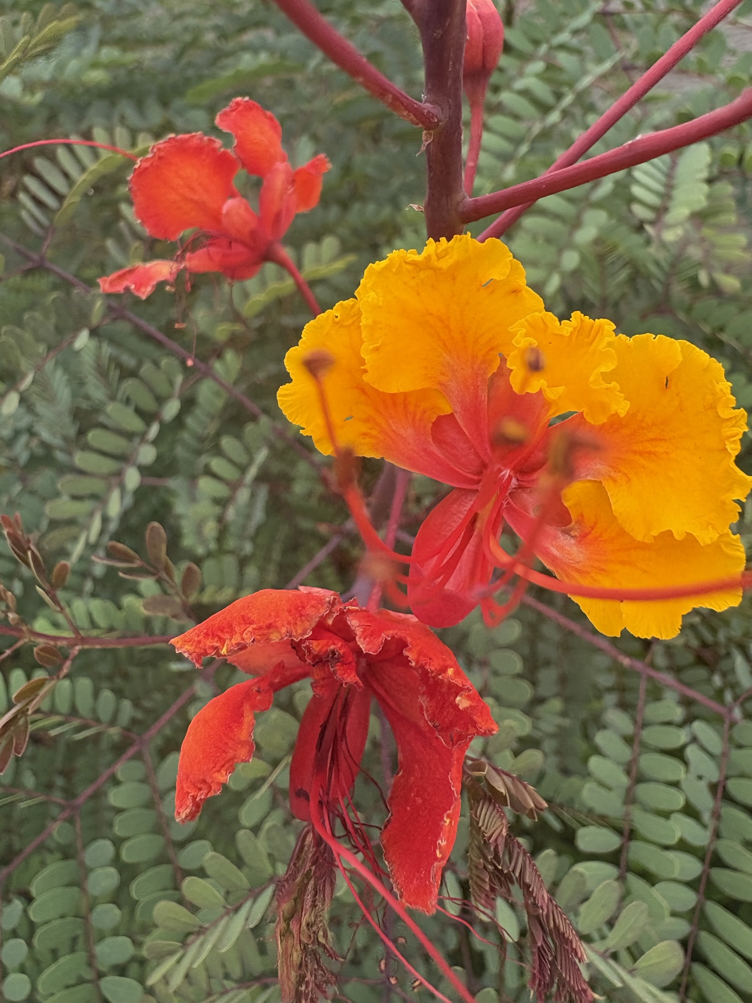 5/4/26 : Haiku – “Raincatch”